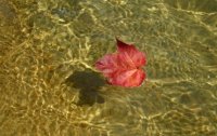 Floating Maple leaf